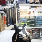 Gibson jazz Guitar