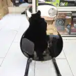 Gibson Full Body Rhythm