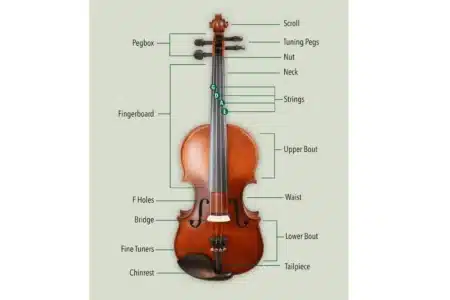 violin instrument anatomy